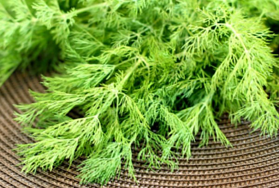 Dereotu Hemoroid Kullanımı ve Faydaları Nelerdir?