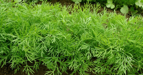 Dereotu ile Zayıflama Yöntemleri