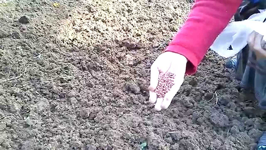 Dereotu Nasıl Ekilir?