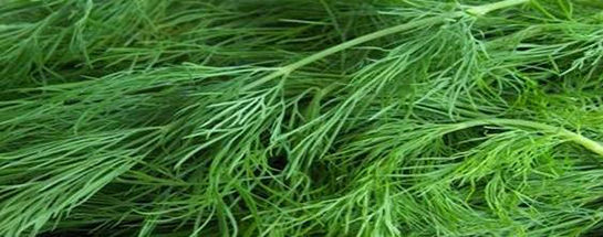 Dereotu Neye İyi Gelir?