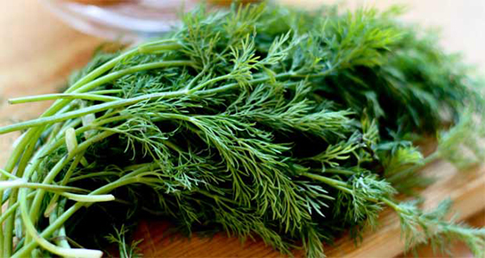 Dereotu Zayıflatır mı?